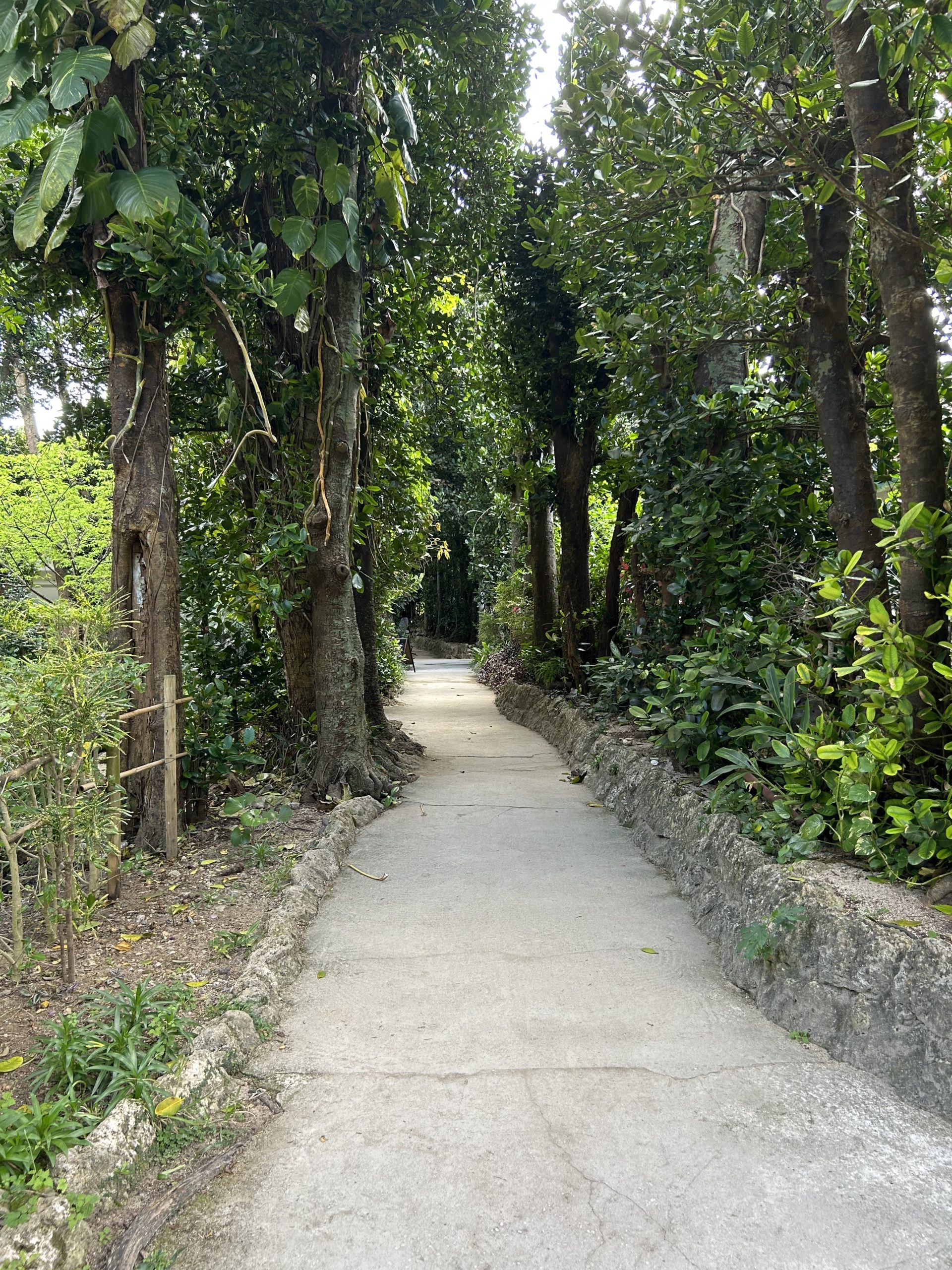 備瀬のフクギ並木