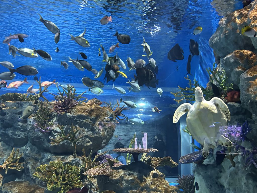 DMMかりゆし水族館3