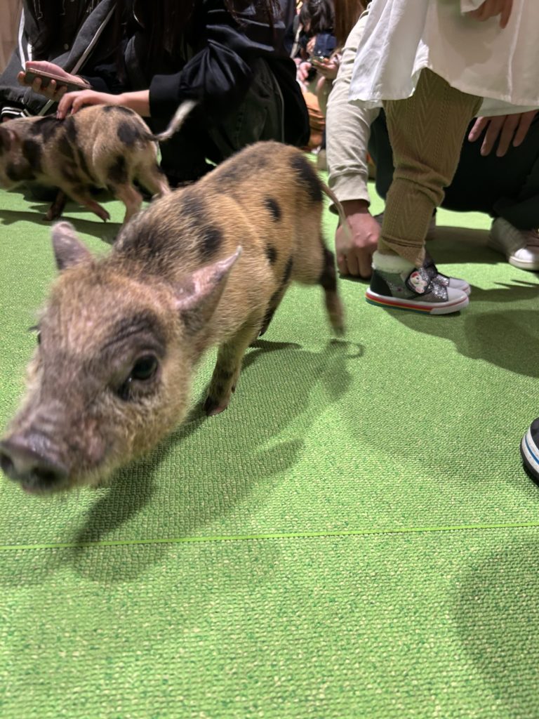 DMMかりゆし水族館4